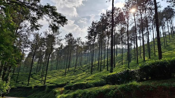 Vismitha Coffee Estate tour and coffee experience center