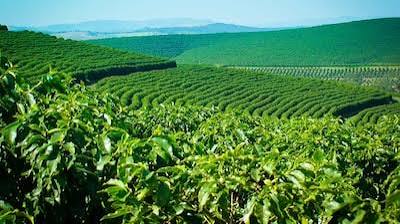 Chamundeshwari Coffee Estates
