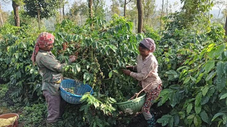 Sagara Coffee Estates