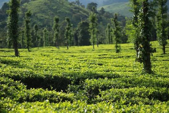 Anandapura Coffee Estates